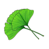 Ginkgo biloba