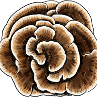 Coriolus versicolor