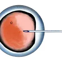 In-vitro