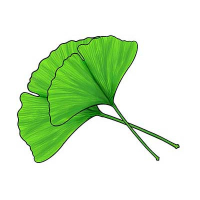 Ginkgo biloba