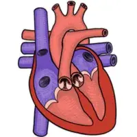 cardiology